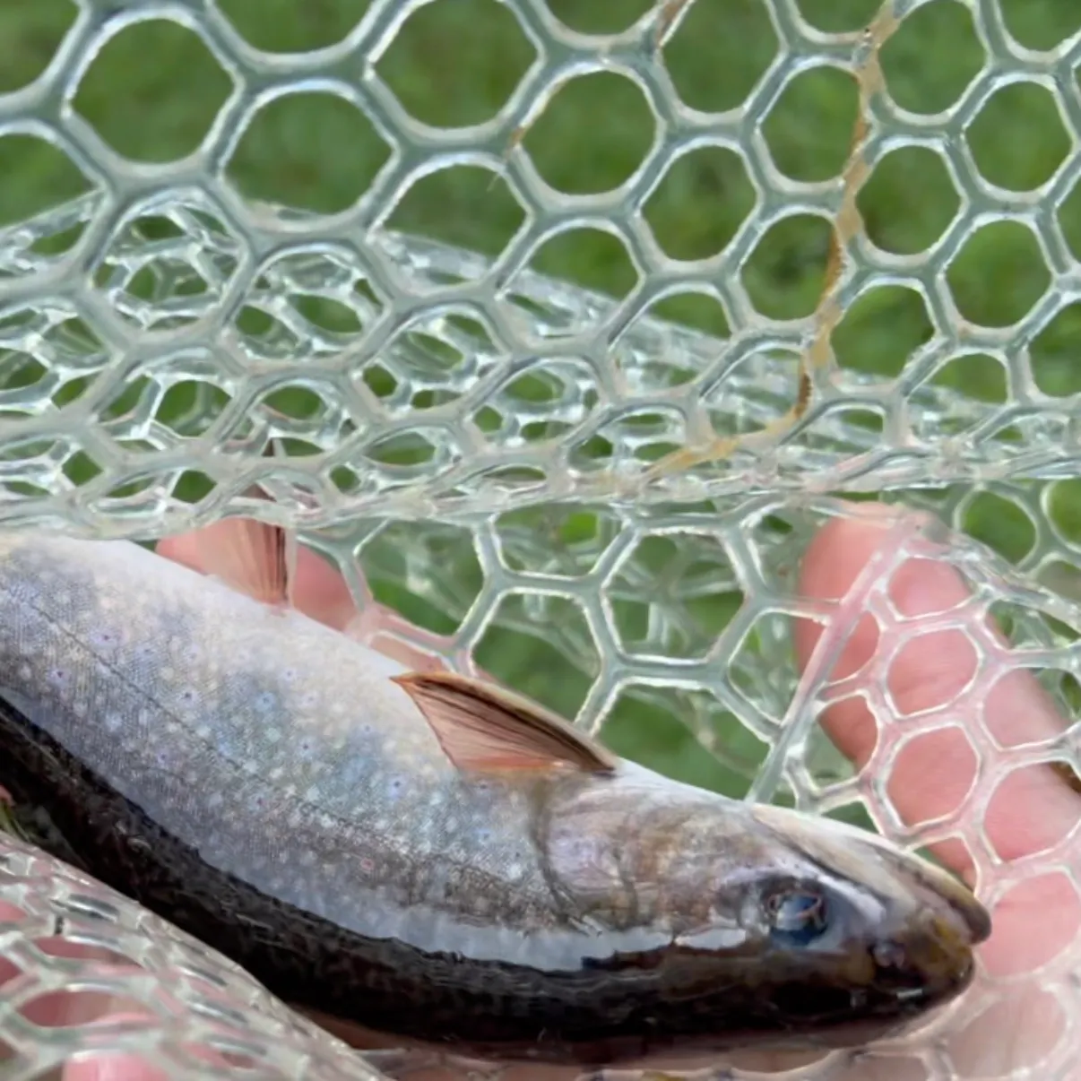 Brook trout caught on Fishbrain