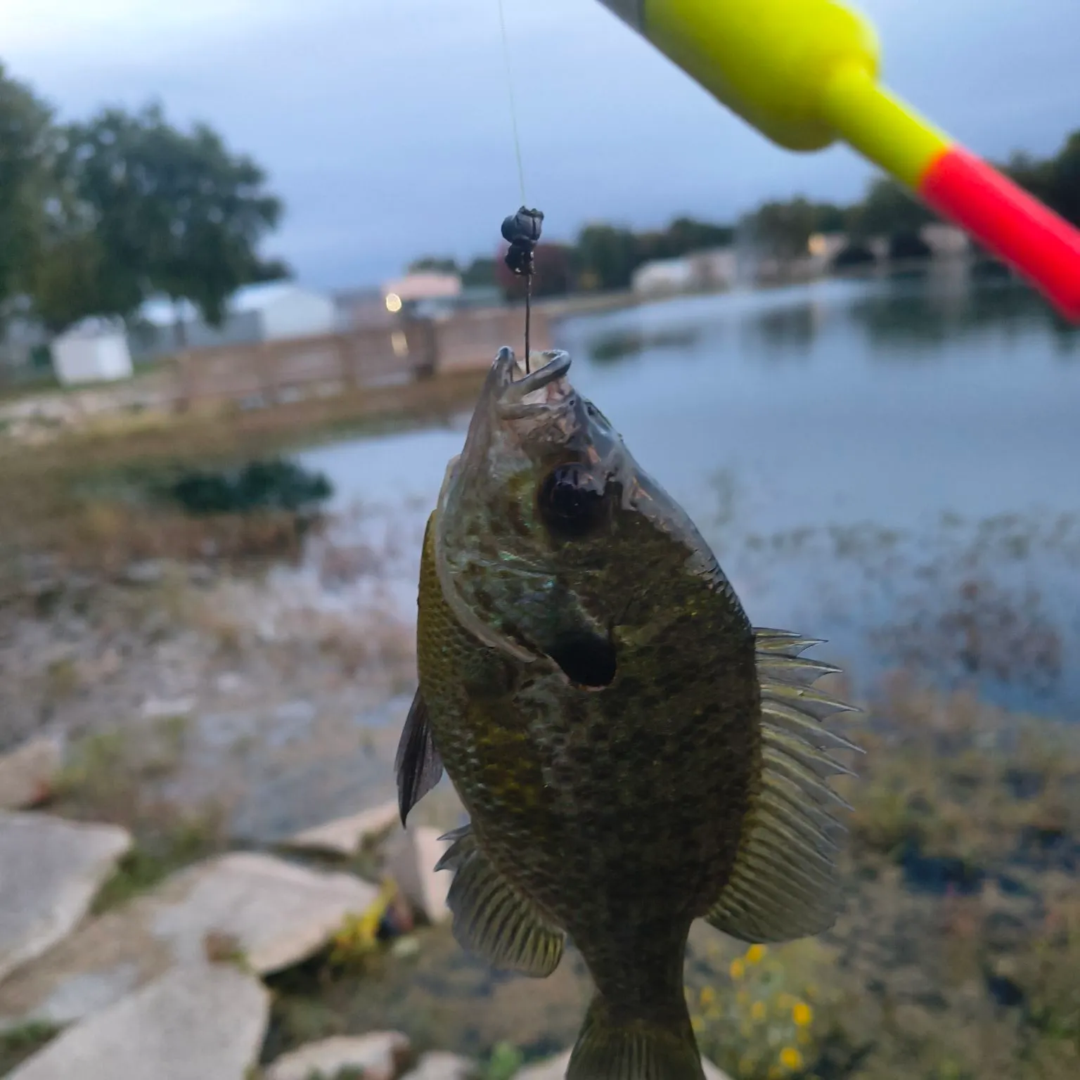 Bluegill caught on Fishbrain