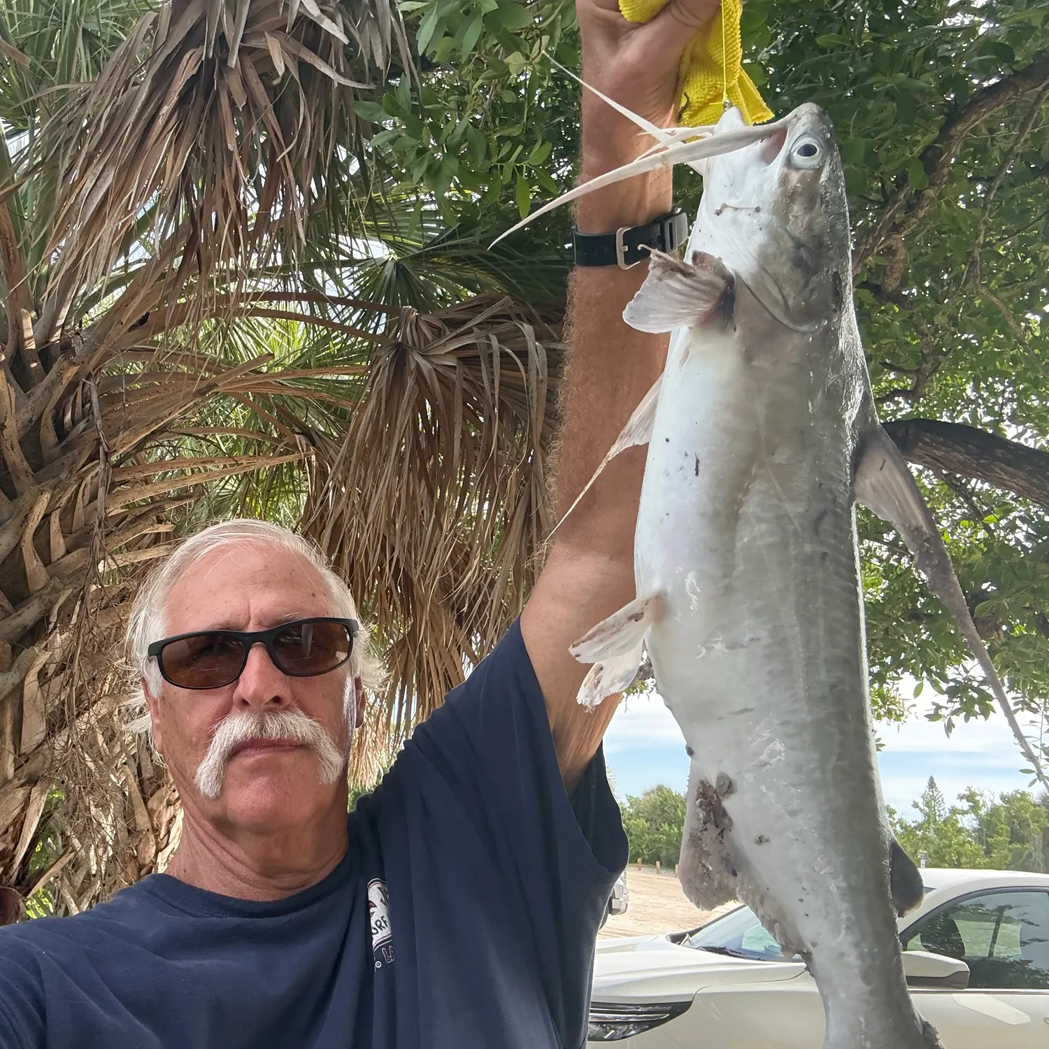 Blue catfish caught on Fishbrain