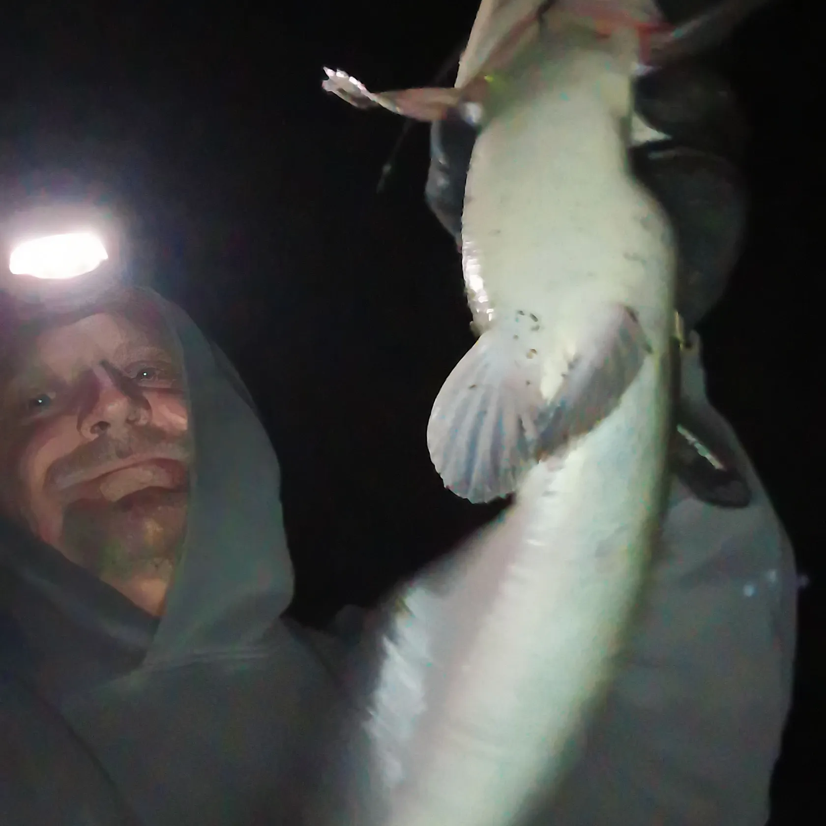 Channel catfish caught on Fishbrain