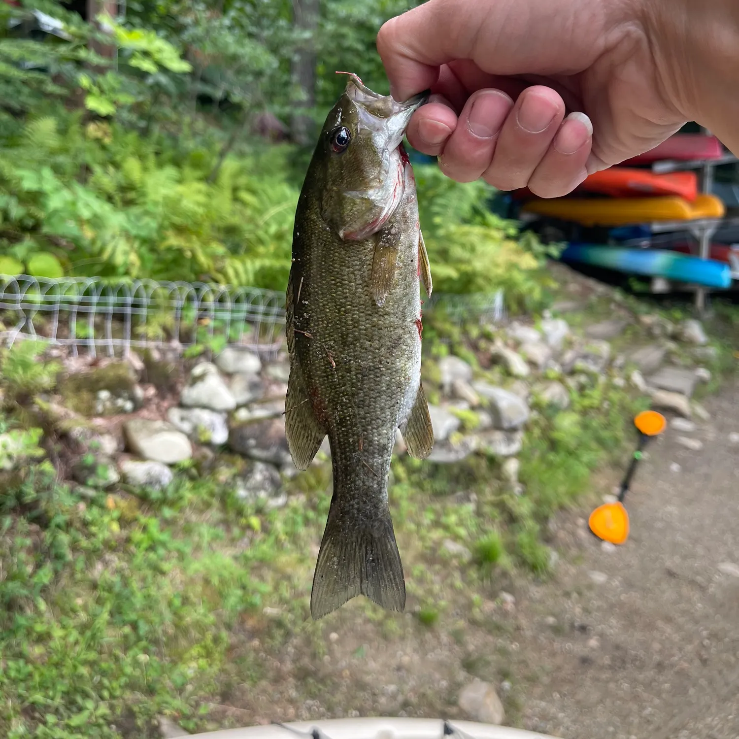 Smallmouth bass caught on Fishbrain
