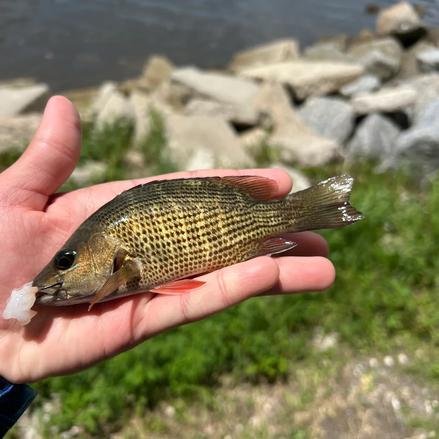 The most recent Mangrove snapper catches on Fishbrain