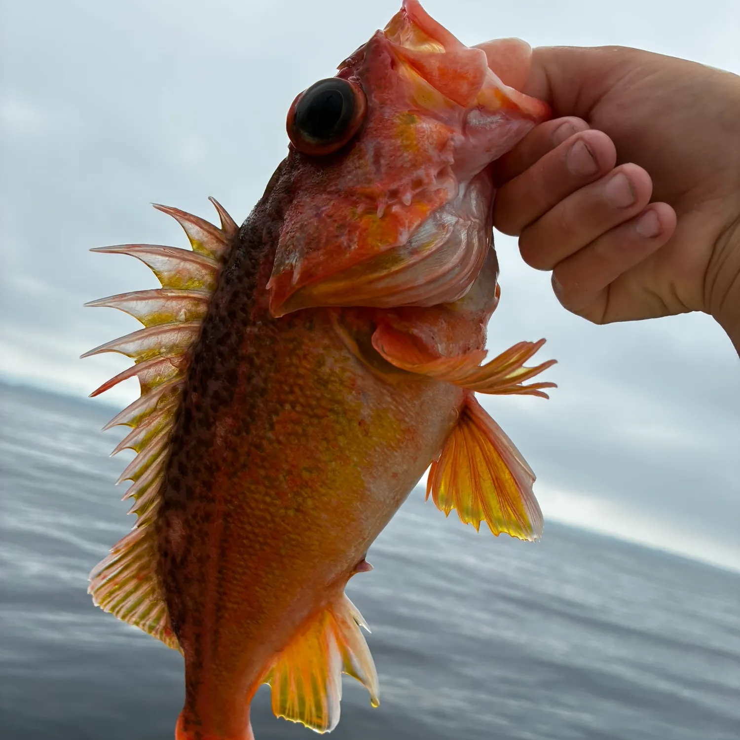 The most recent Greenstriped rockfish catches on Fishbrain