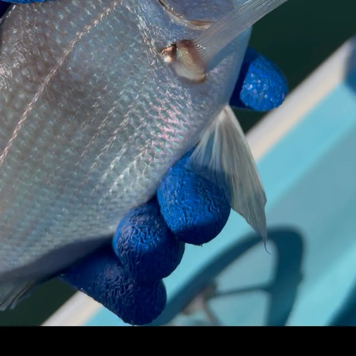 Scup caught on Fishbrain