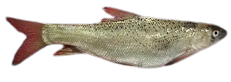 Kura barbel