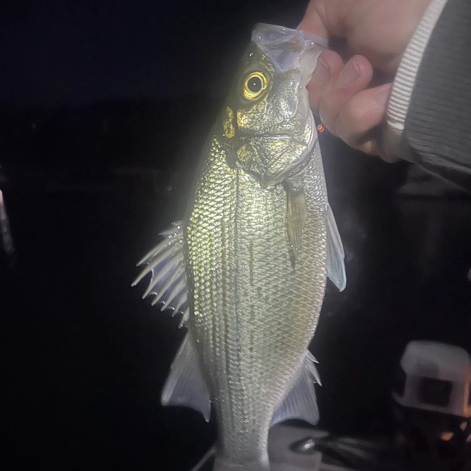 The most recent White bass catches on Fishbrain