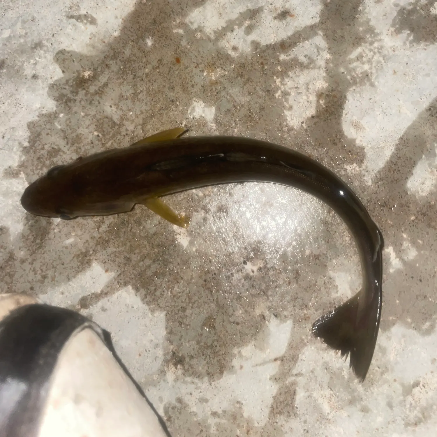The most recent Big-scaled redfin catches on Fishbrain