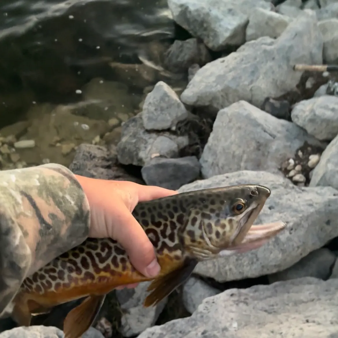 Tiger trout caught on Fishbrain