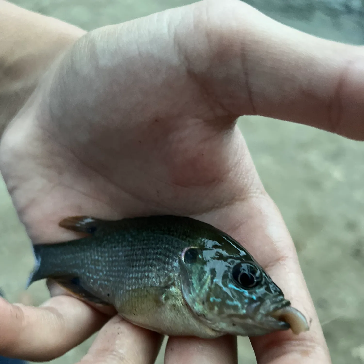 Green sunfish caught on Fishbrain