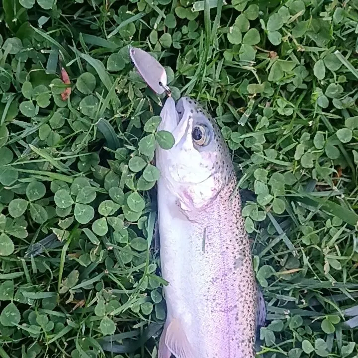 Rainbow trout caught on Fishbrain