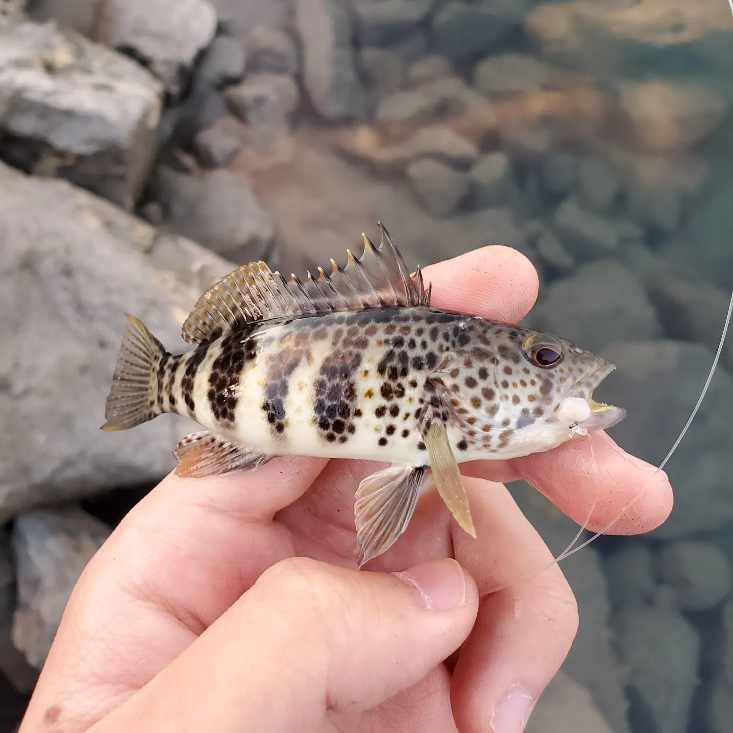 Spotted sand bass caught on Fishbrain