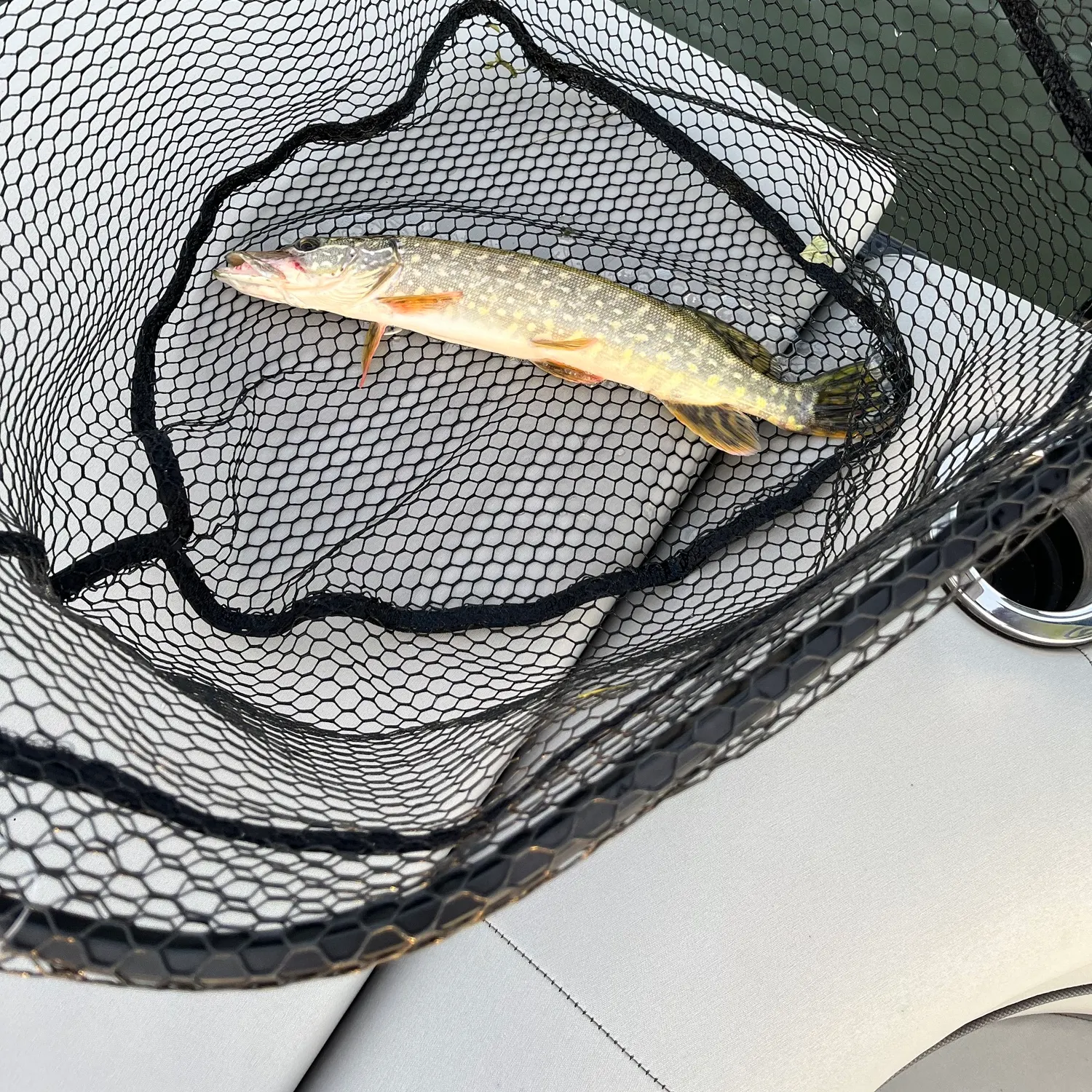 Northern pike caught on Fishbrain