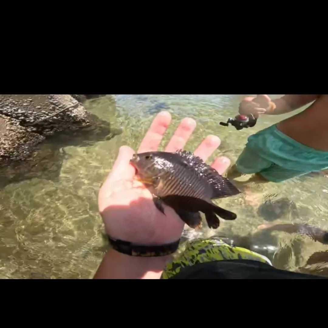 Longfin damselfish caught on Fishbrain