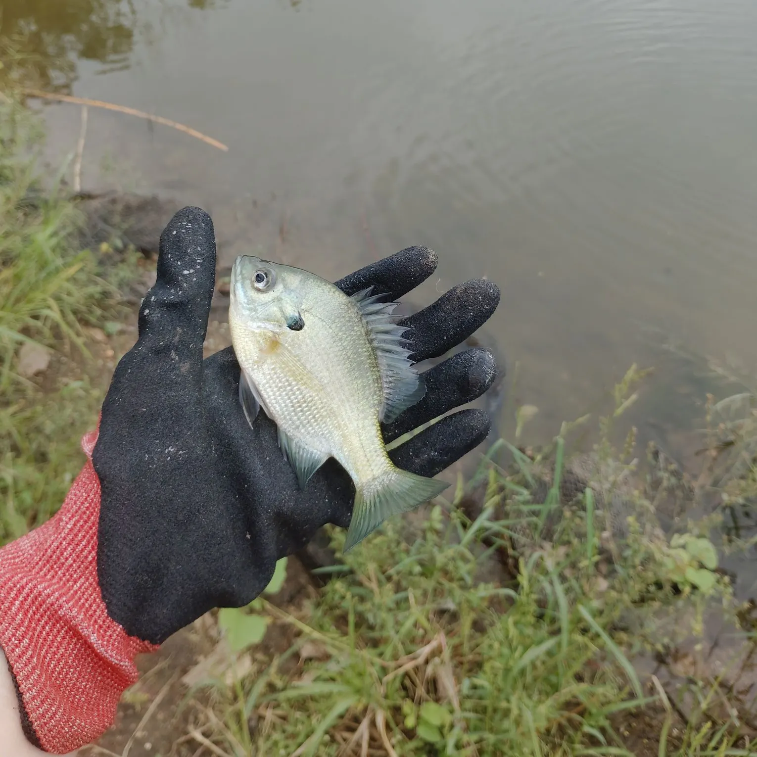 Bluegill caught on Fishbrain