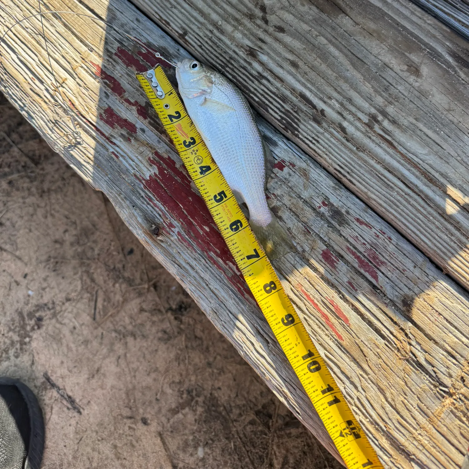 The most recent Silver perch catches on Fishbrain