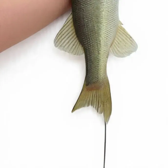 Florida bass caught on Fishbrain