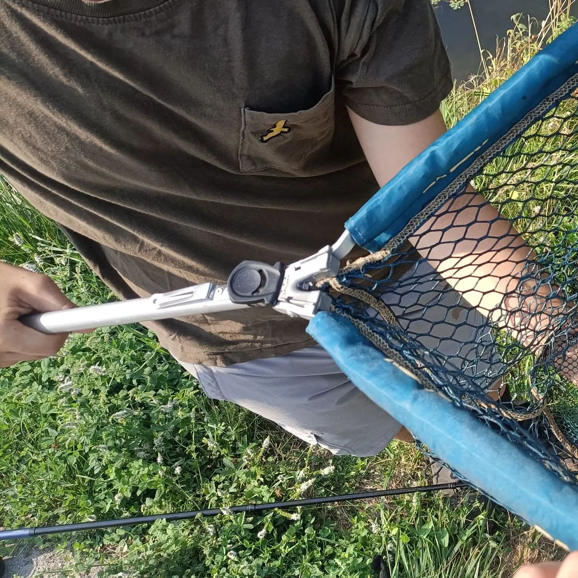 Common rudd caught on Fishbrain