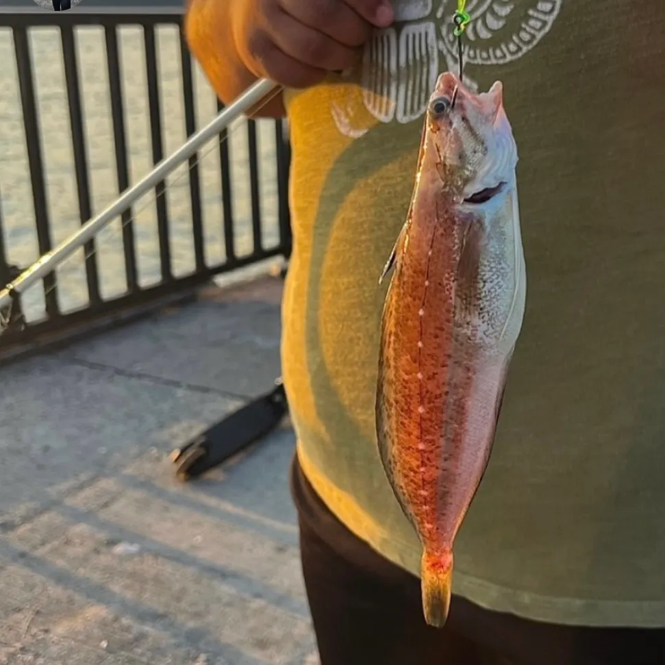 The most recent Spotted hake catches on Fishbrain