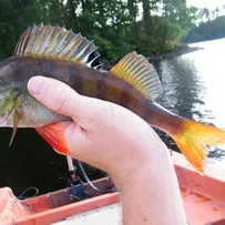 European perch caught on Fishbrain
