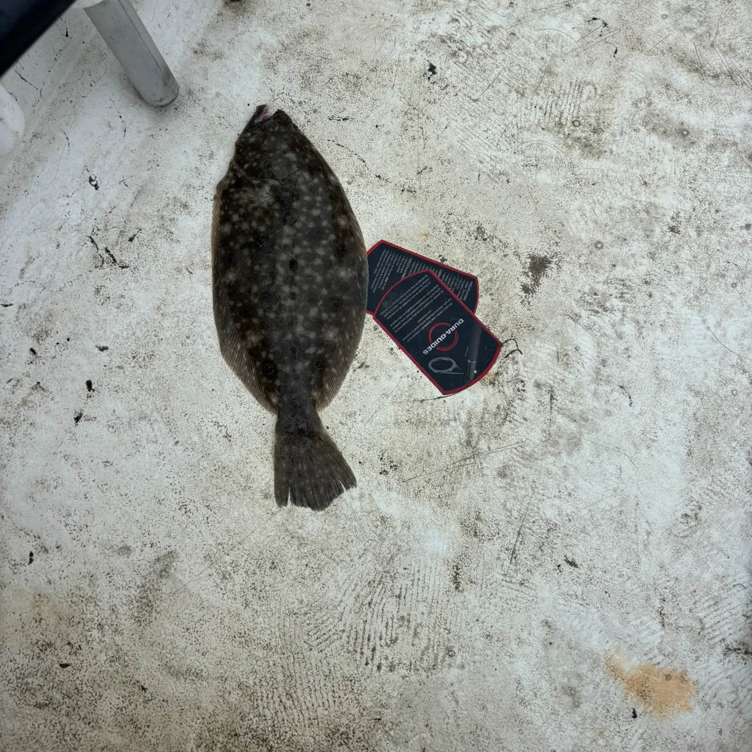 Summer flounder caught on Fishbrain