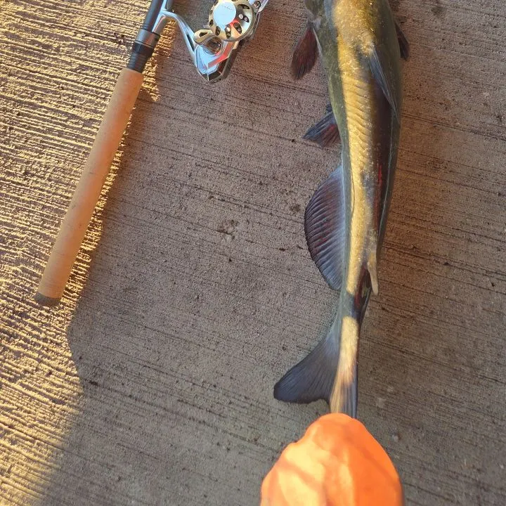 Channel catfish caught on Fishbrain