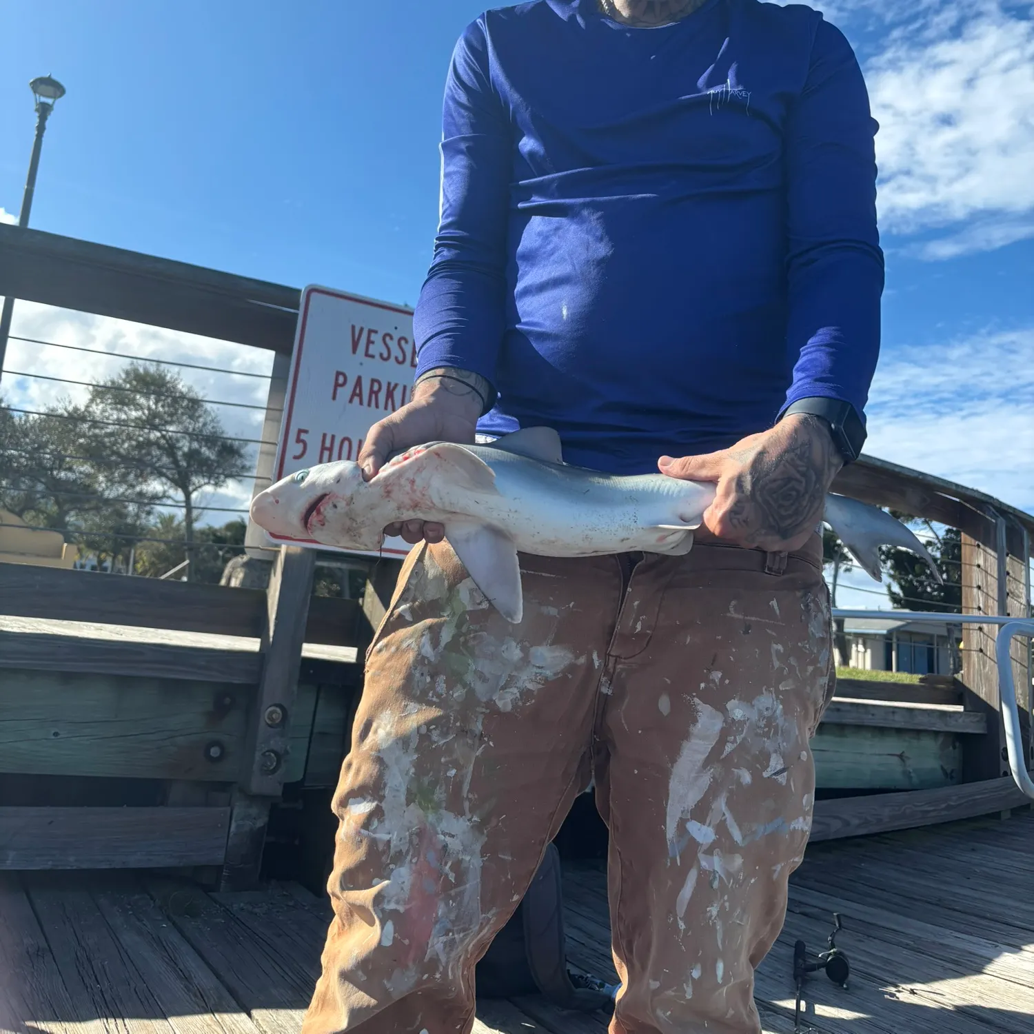 The most recent Spinner shark catches on Fishbrain