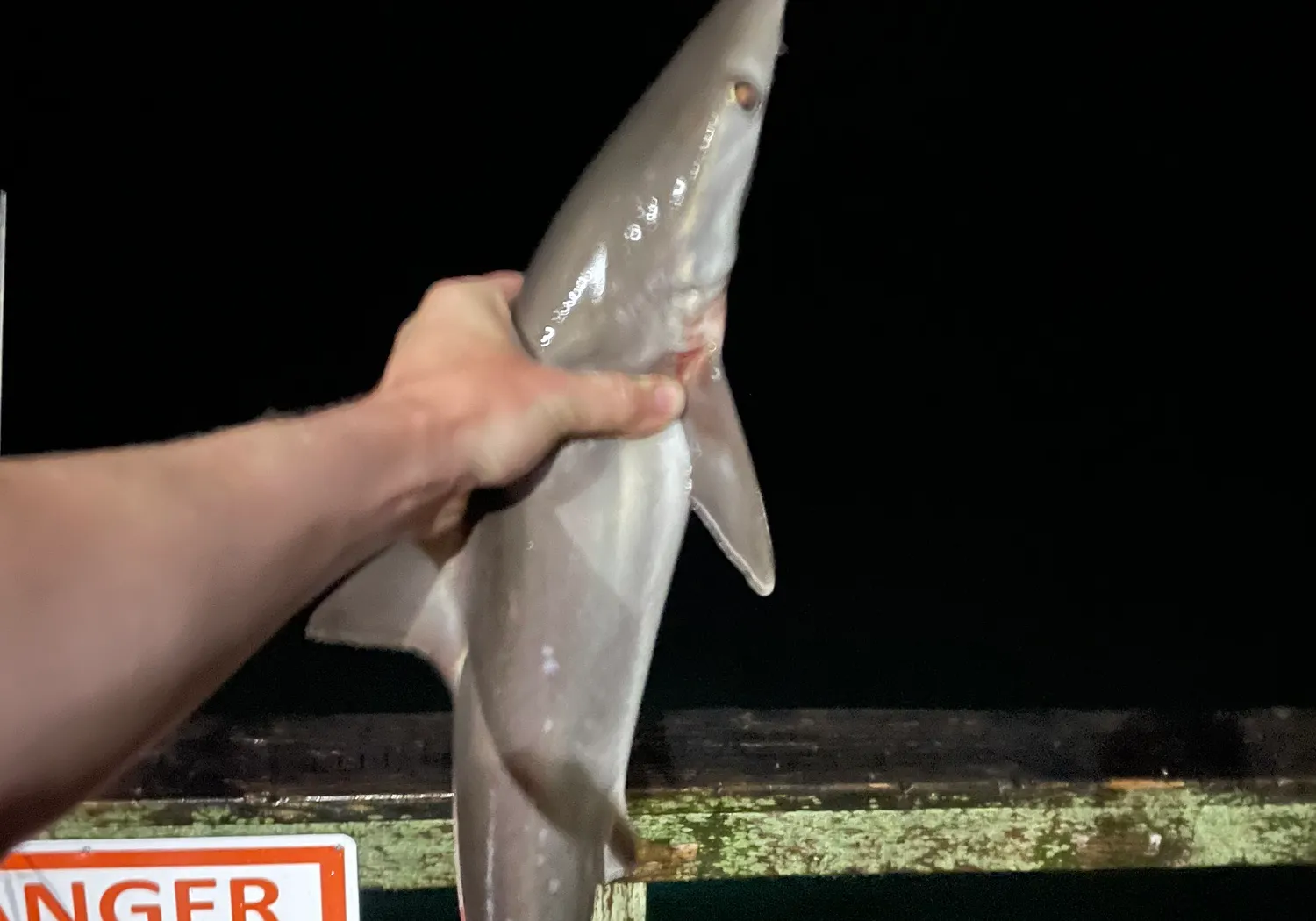 Atlantic sharpnose shark