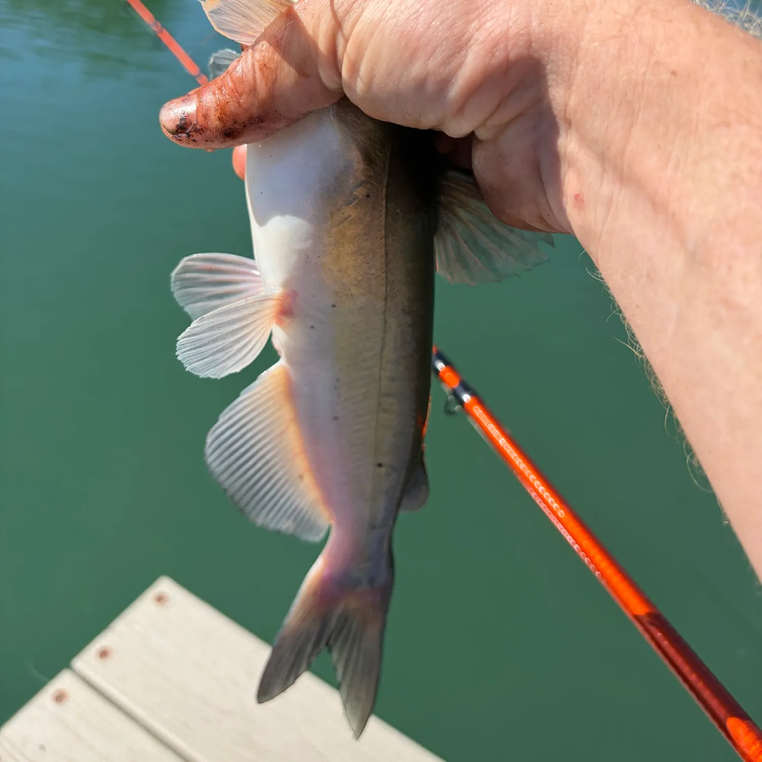 Channel catfish caught on Fishbrain