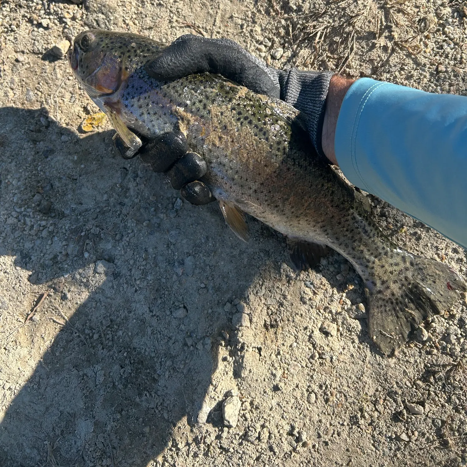 Rainbow trout caught on Fishbrain
