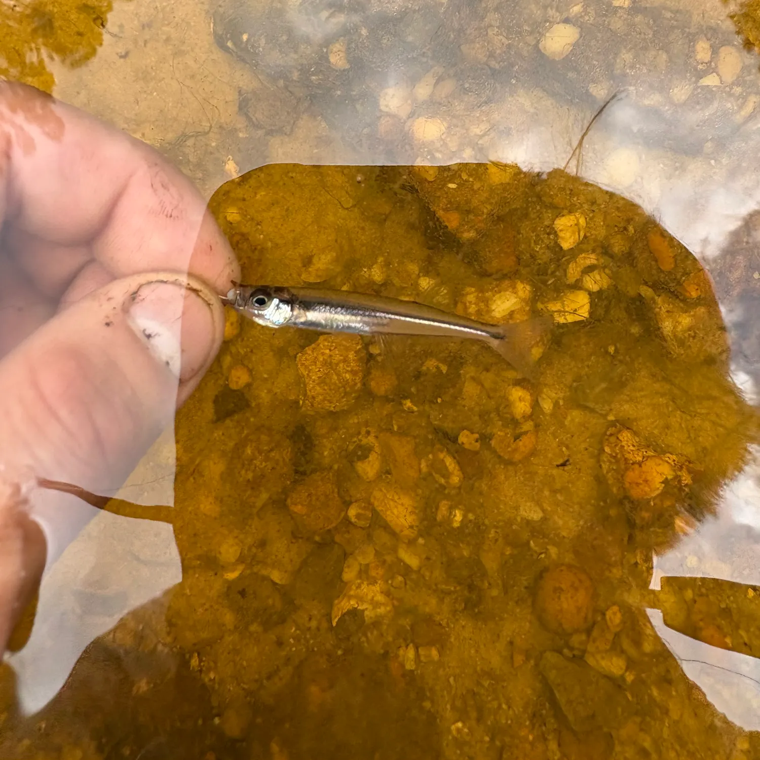 The most recent Golden silverside catches on Fishbrain