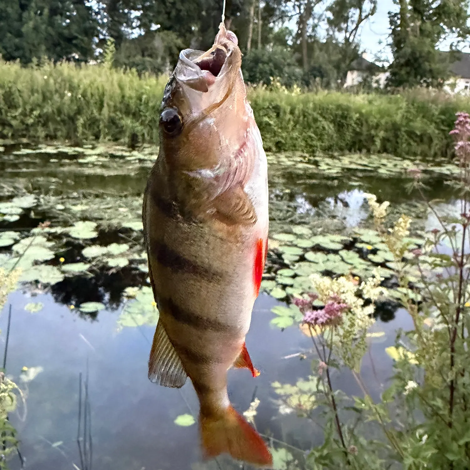 catch