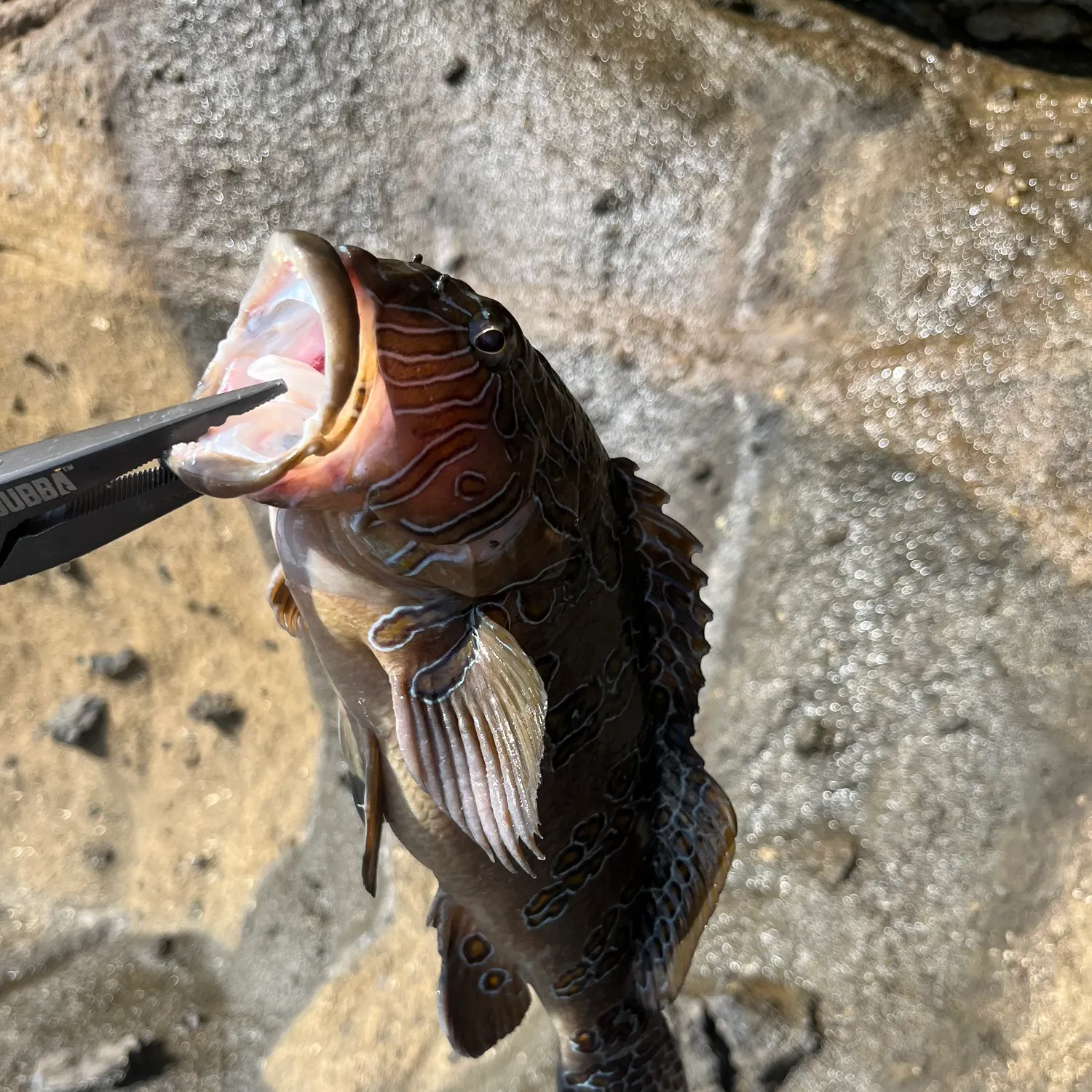 The most recent Red hind grouper catches on Fishbrain