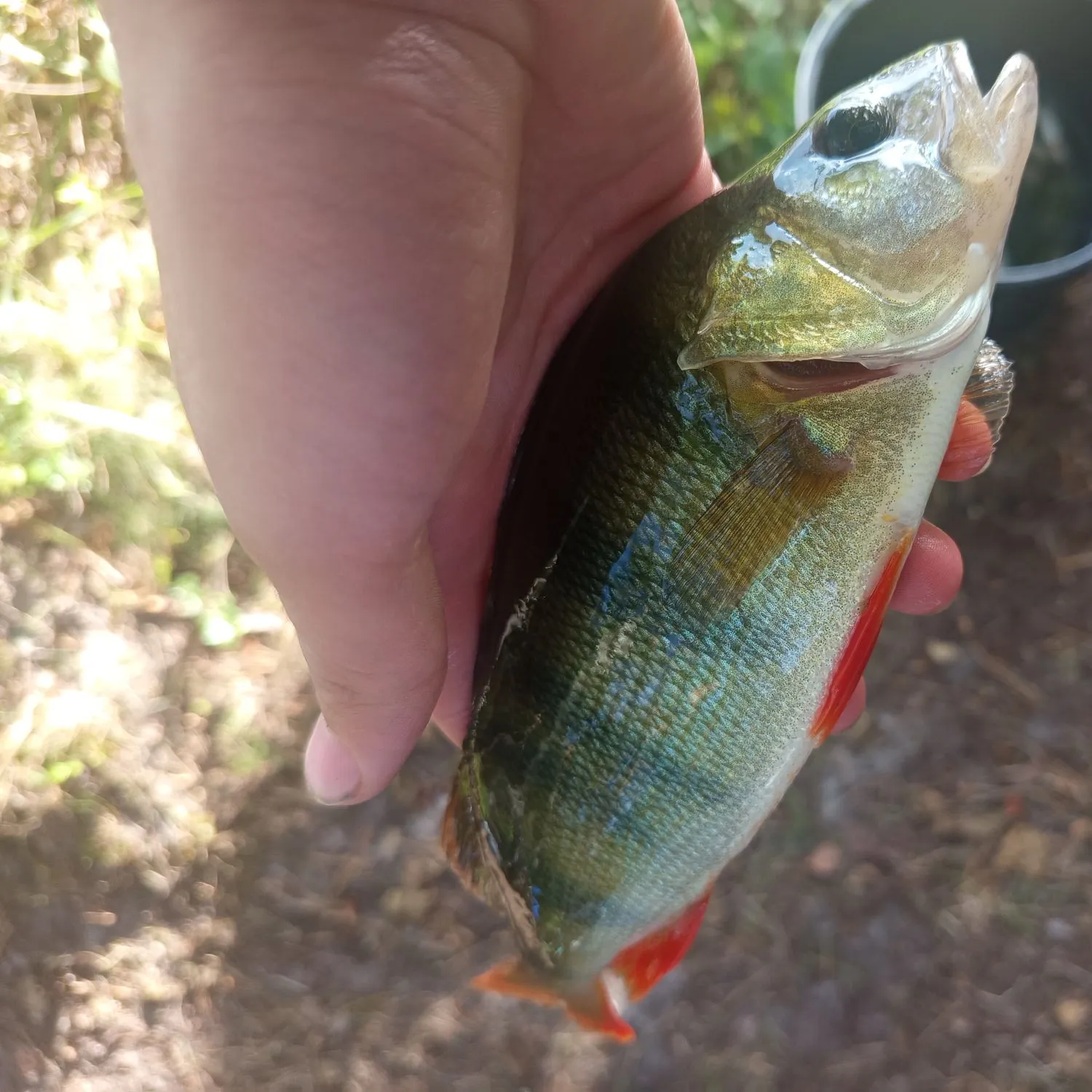 European perch caught on Fishbrain