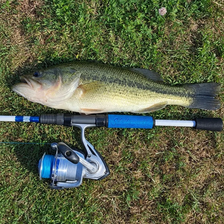 Largemouth bass caught on Fishbrain