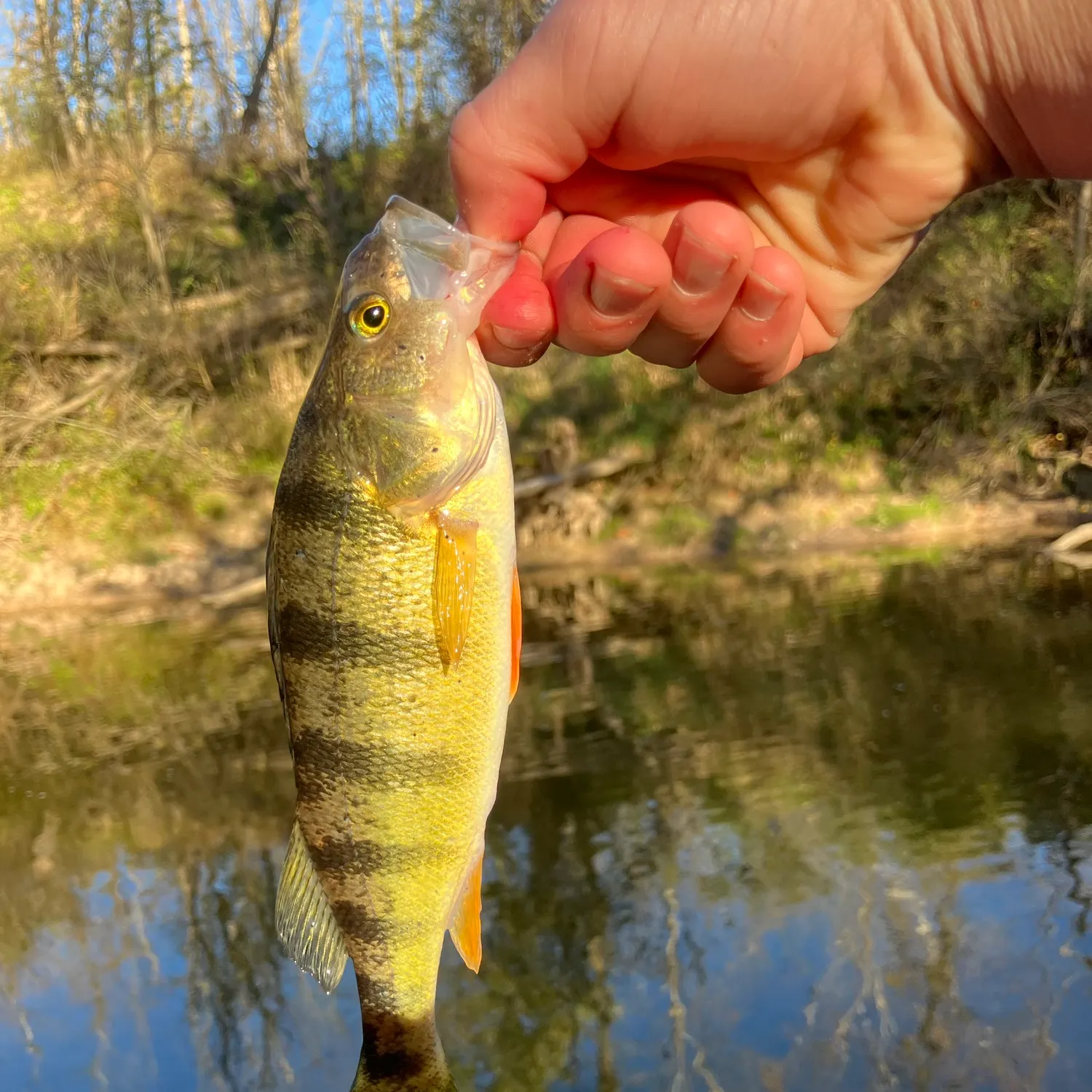 Yellow perch caught on Fishbrain
