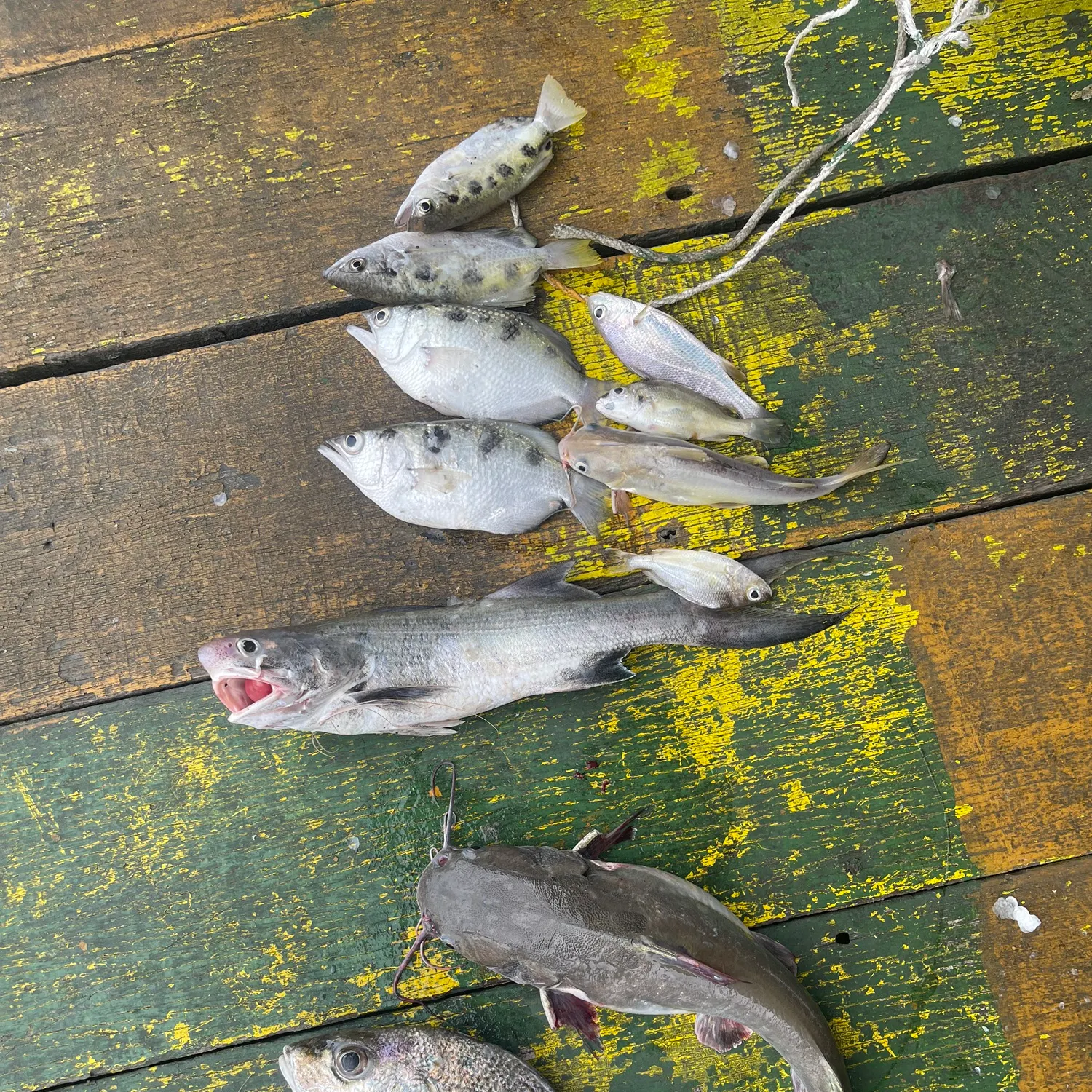 Fish caught on Fishbrain