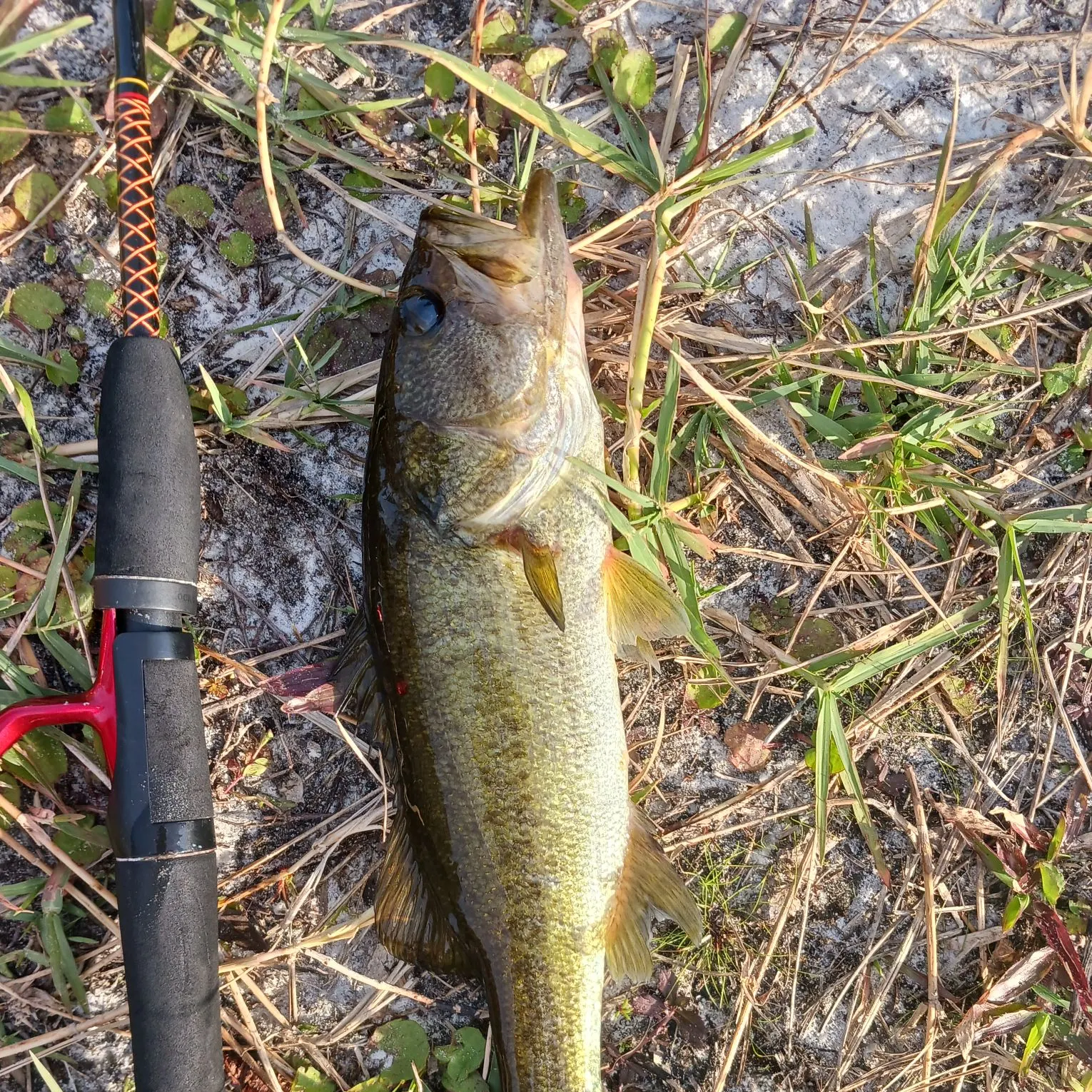 angler catch
