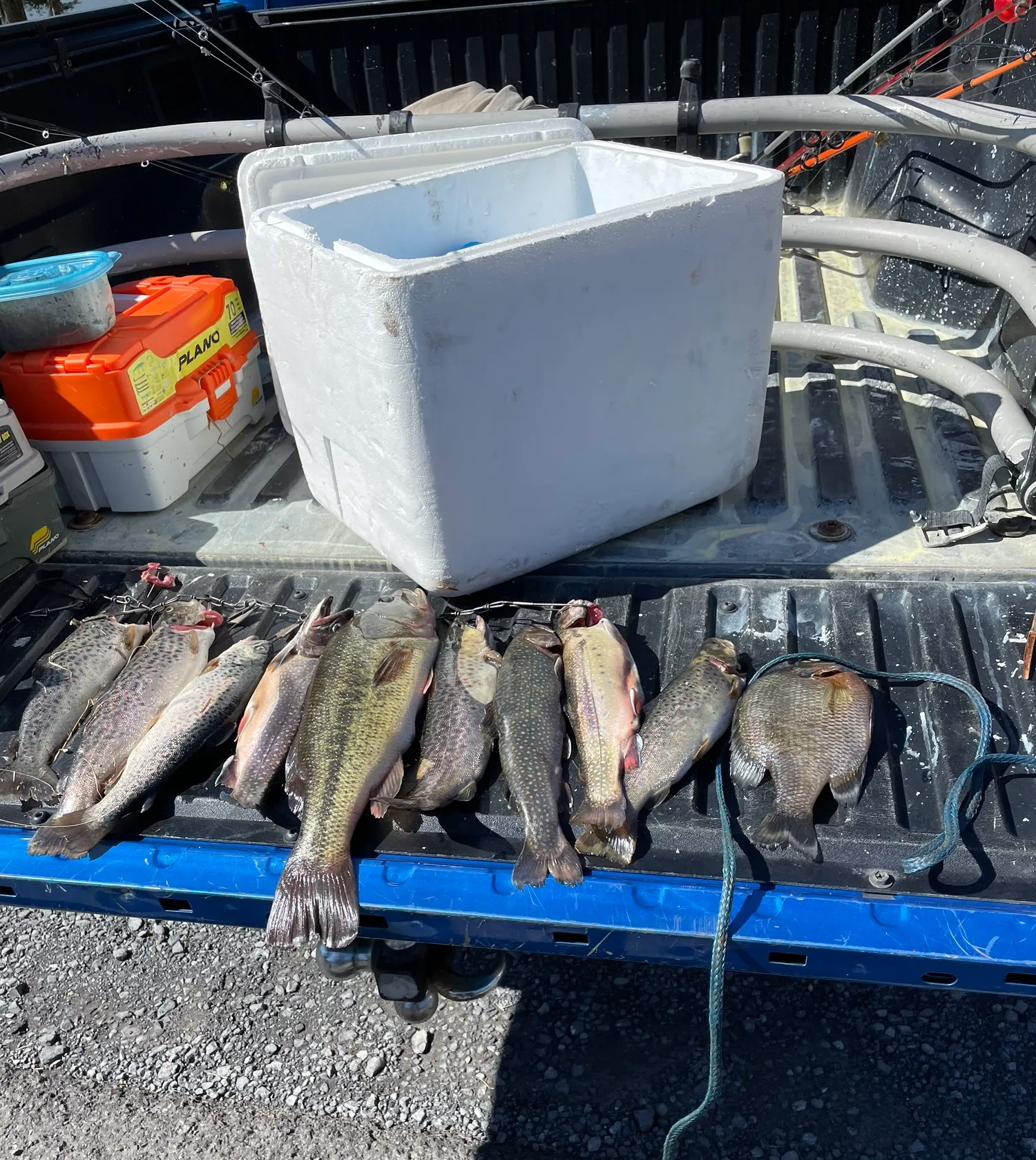 recently logged catches