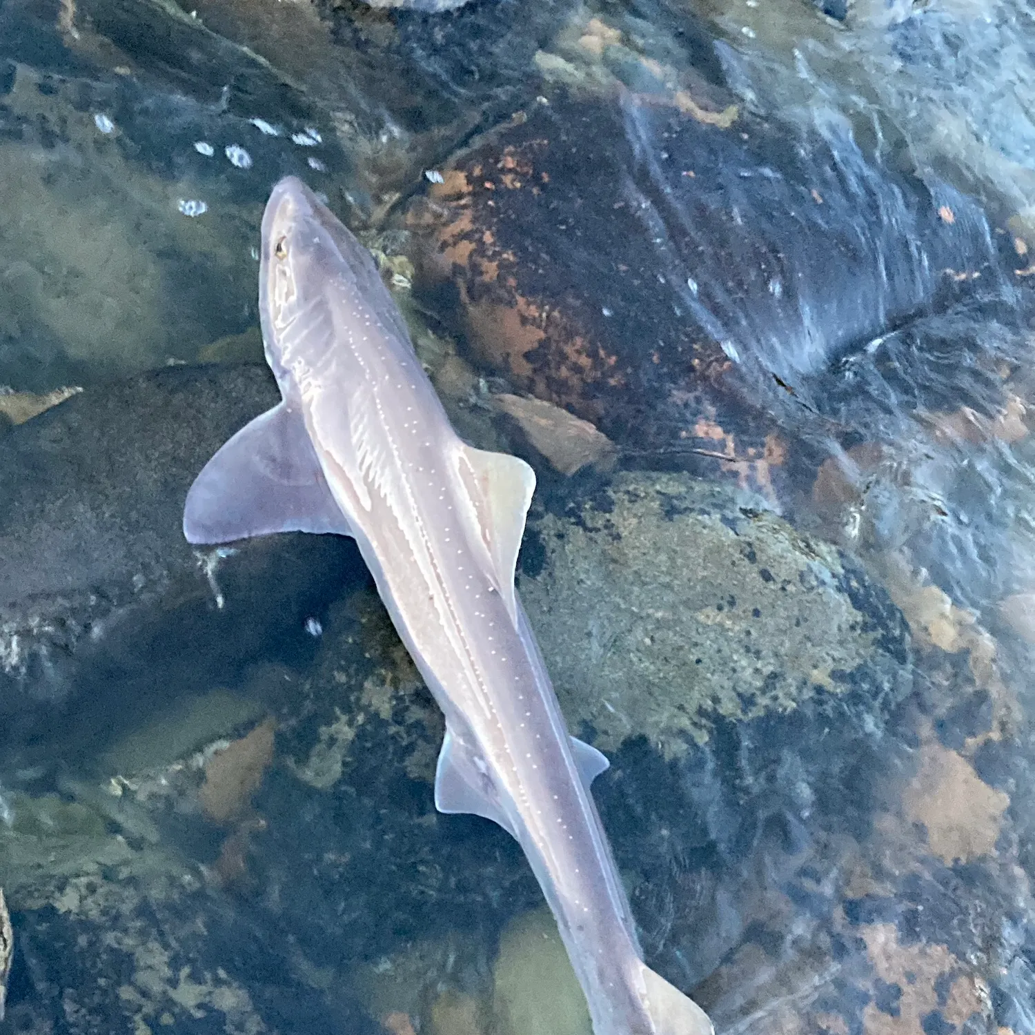 The most recent Starry smooth-hound catches on Fishbrain