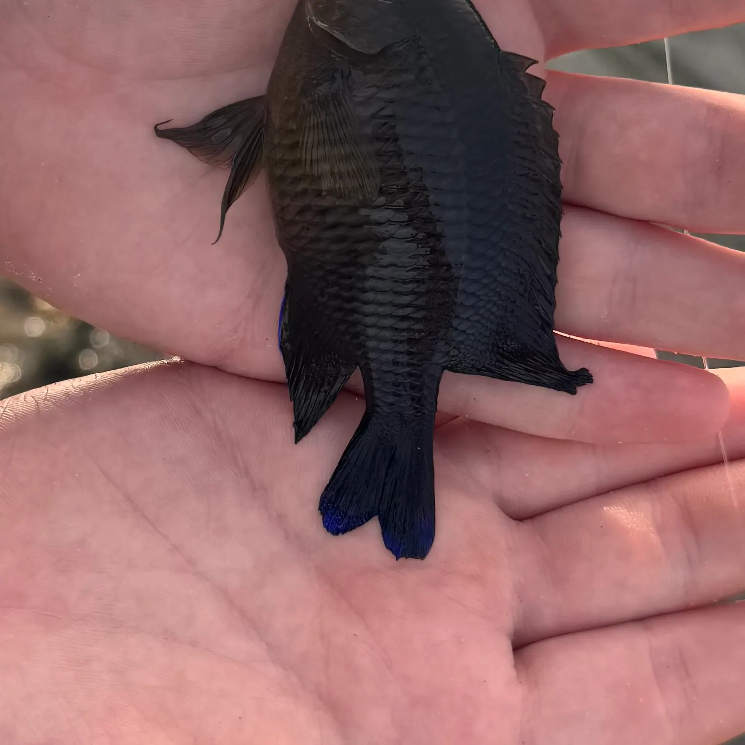 The most recent Longfin damselfish catches on Fishbrain