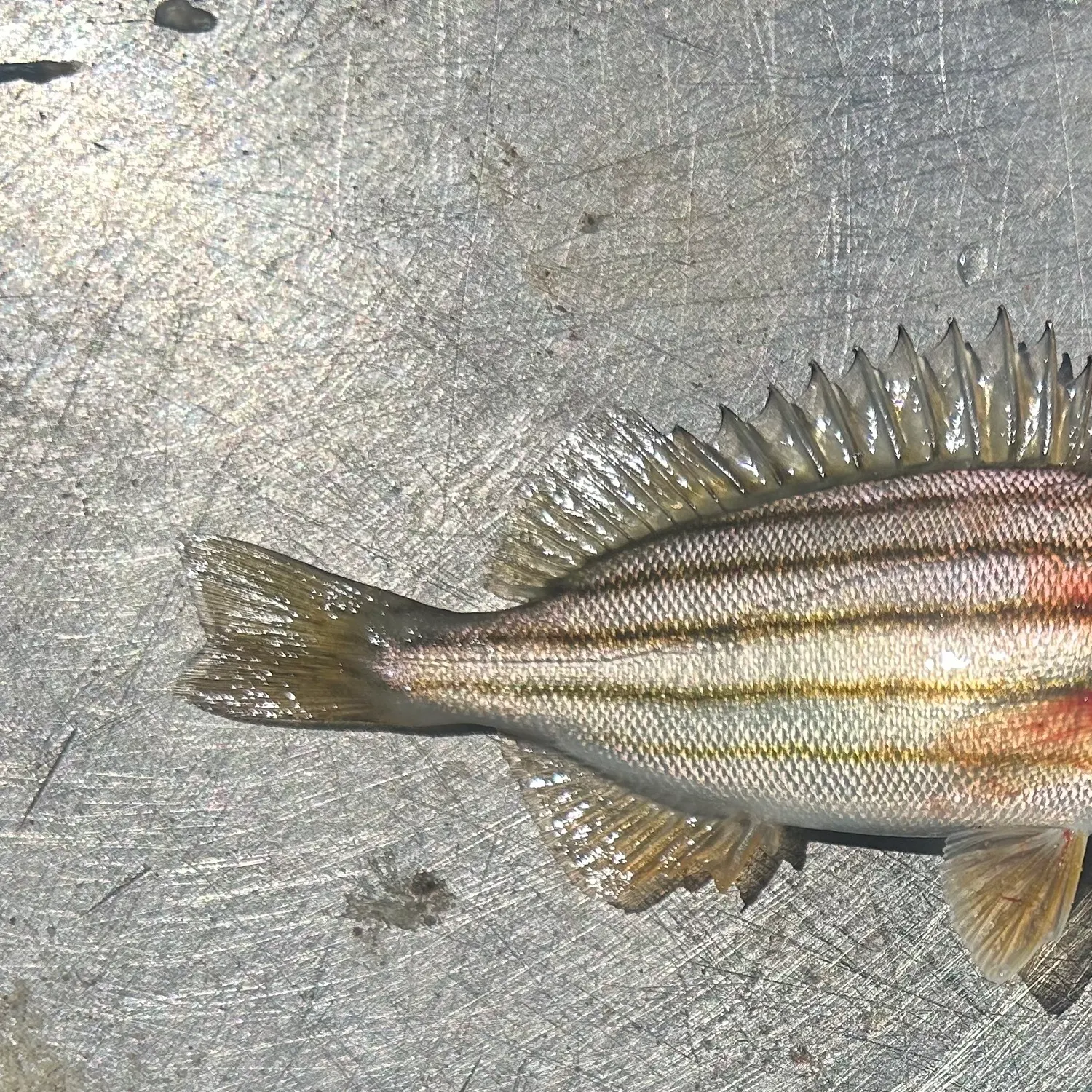 The most popular recent Eastern striped grunter catch on Fishbrain