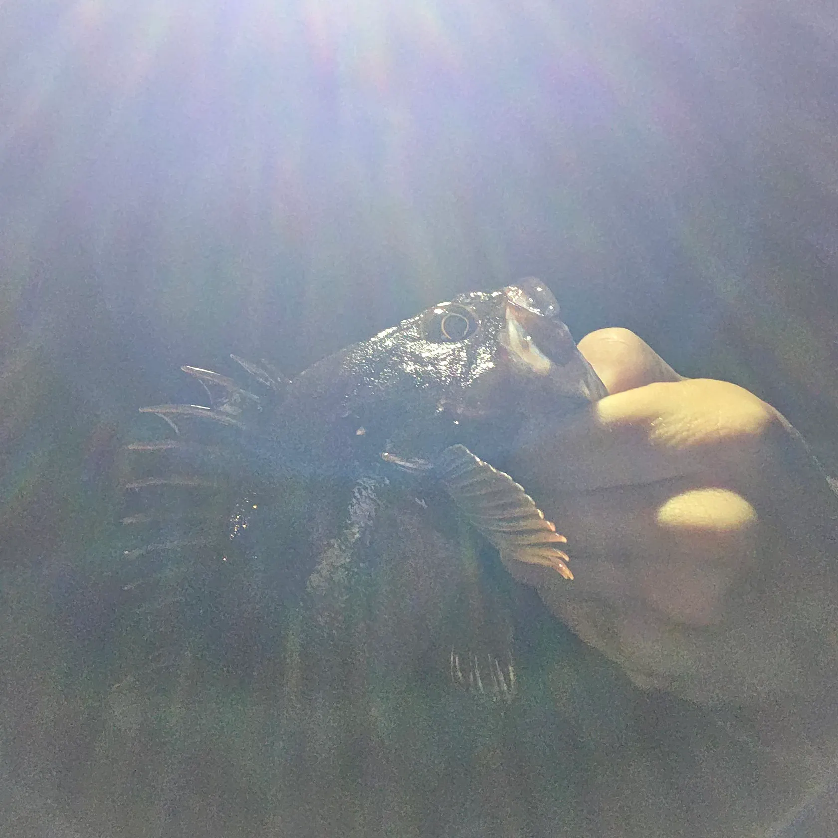The most recent Brown rockfish catches on Fishbrain
