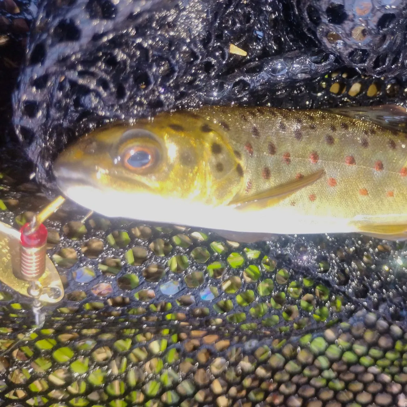Brown trout caught on Fishbrain
