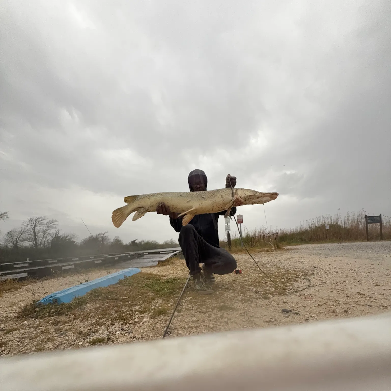 The most recent Alligator gar catches on Fishbrain