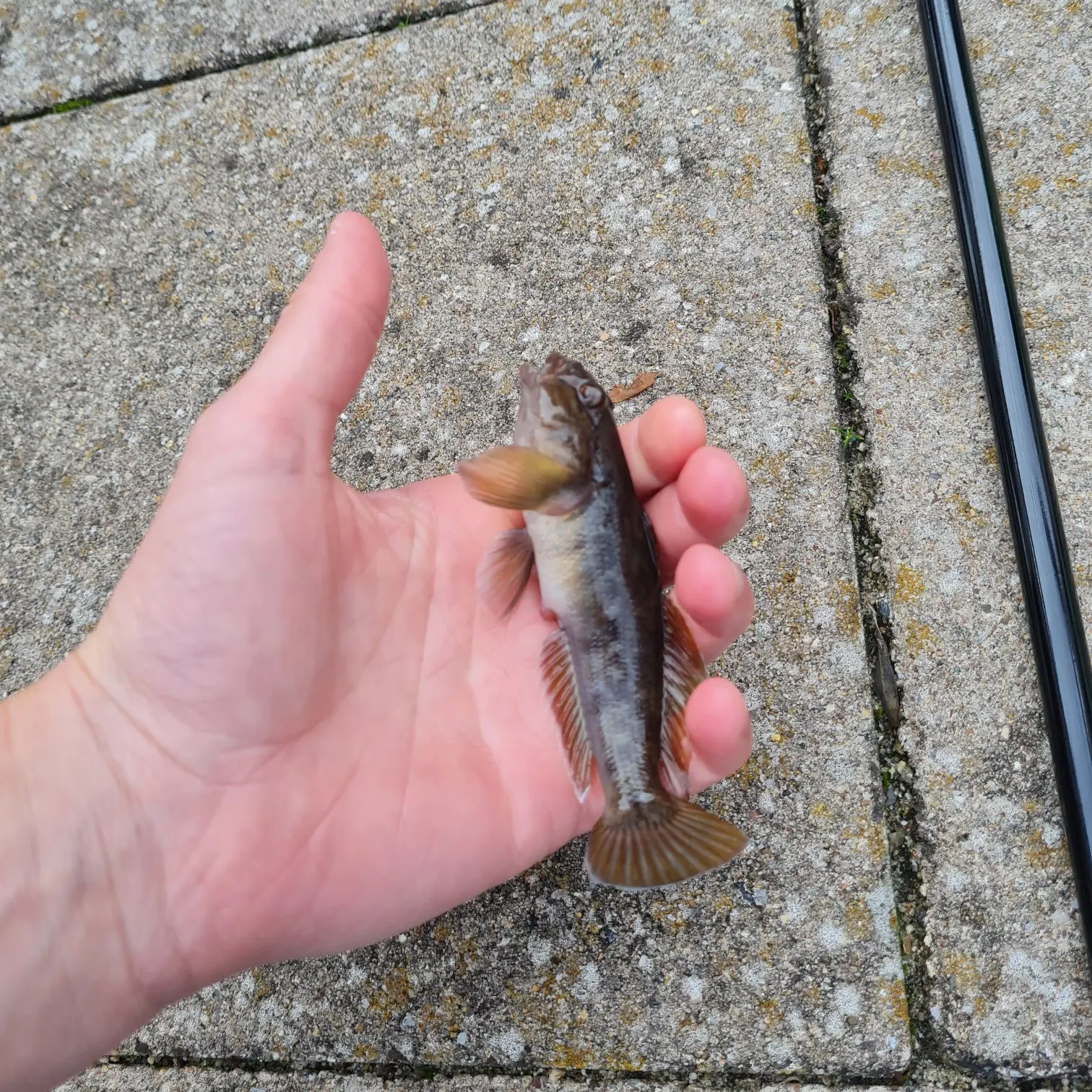 Round goby caught on Fishbrain