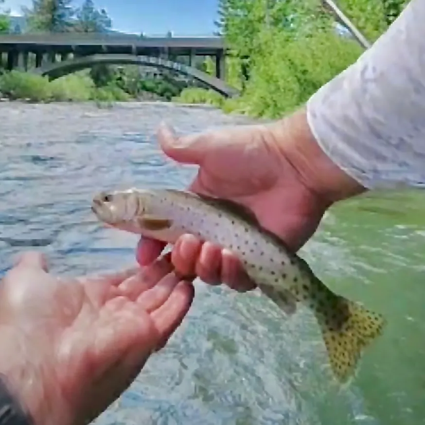 The most recent Cutthroat trout catches on Fishbrain