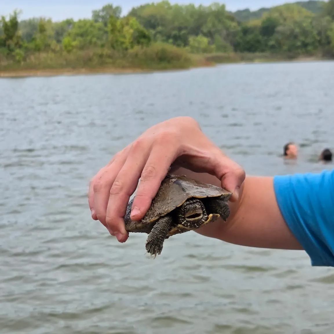 Painted turtle caught on Fishbrain