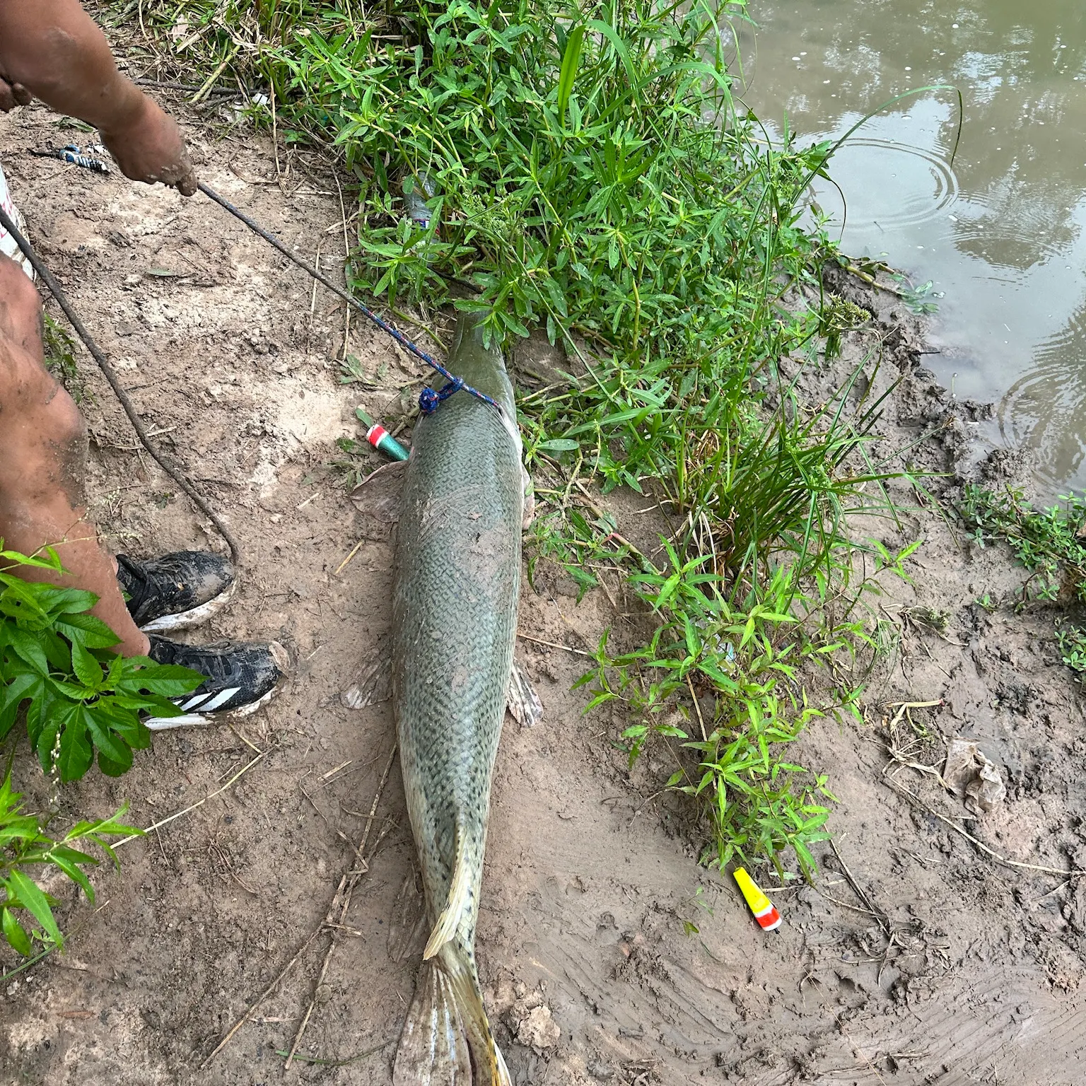 The most recent Alligator gar catches on Fishbrain