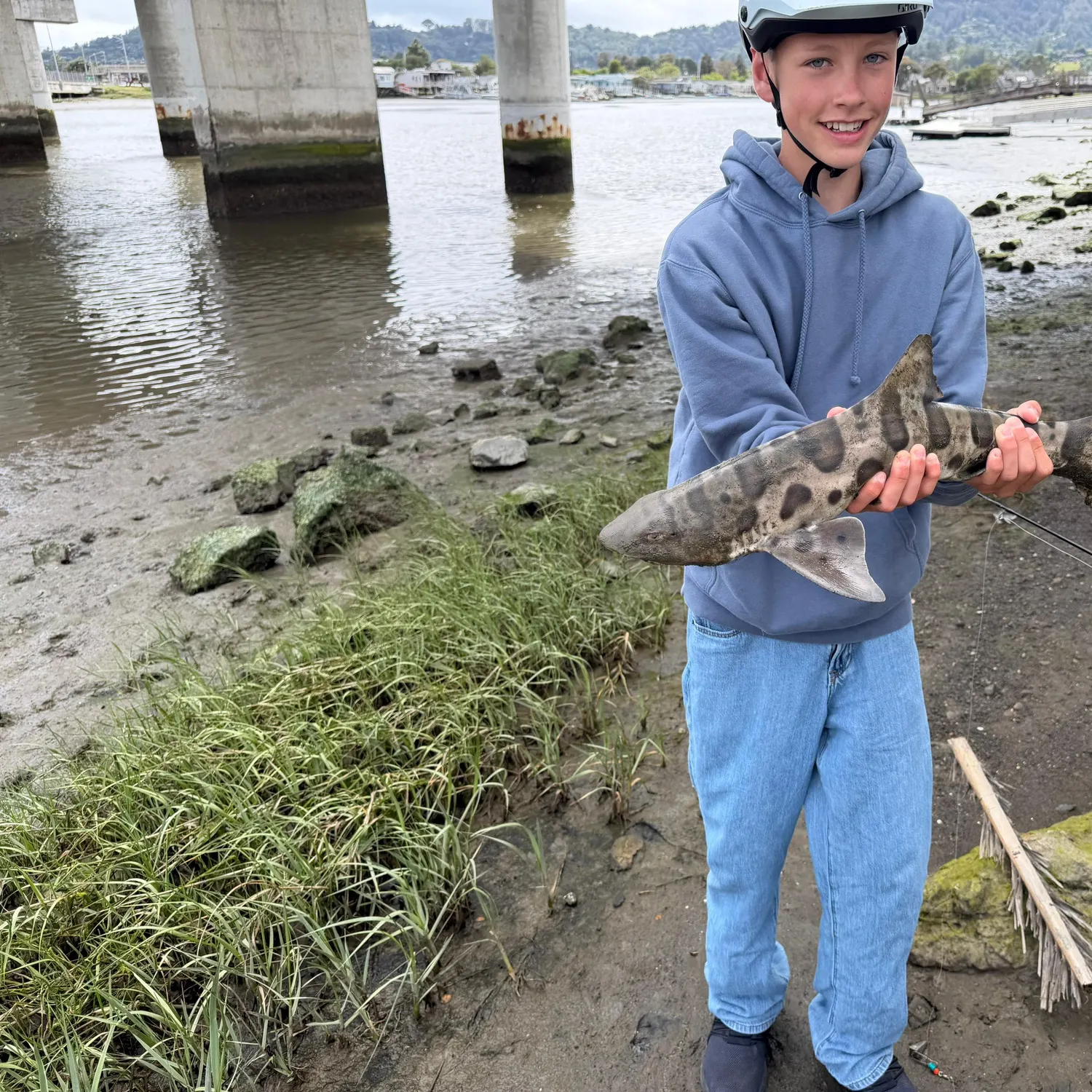 The most recent Leopard shark catches on Fishbrain