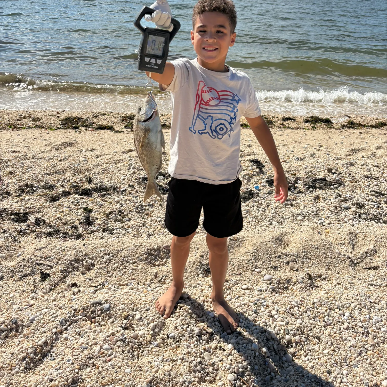 The most recent Sheepshead porgy catches on Fishbrain
